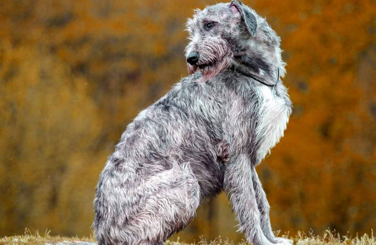 Constipated Dog Remedies - Article 1